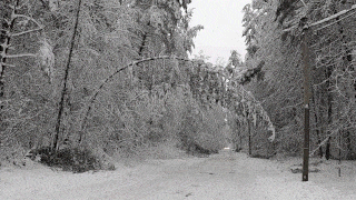a tree bends and breaks under the weight of snow