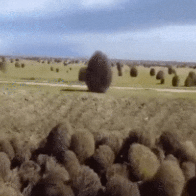 Tumble weeds migrate across a field
